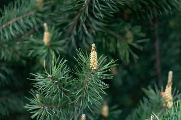 Épinette Pin Cônes Fond — Photo