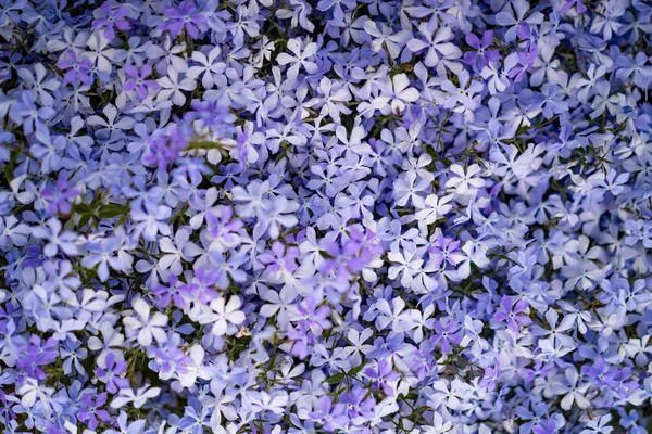 Fond Floral Petit Lilas Fleurs Violettes — Photo