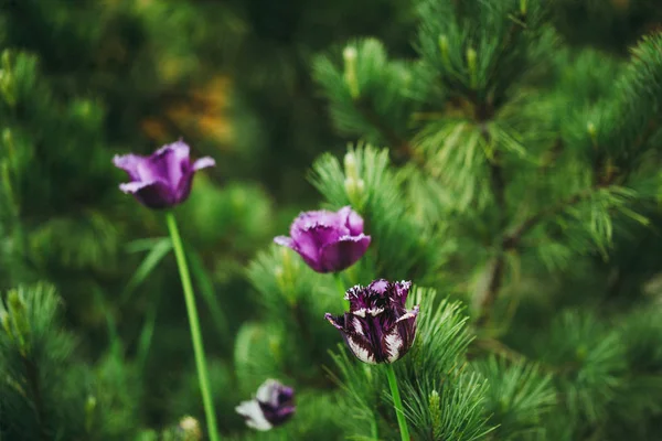 Fundo Natural Folhas Verdes Flores — Fotografia de Stock