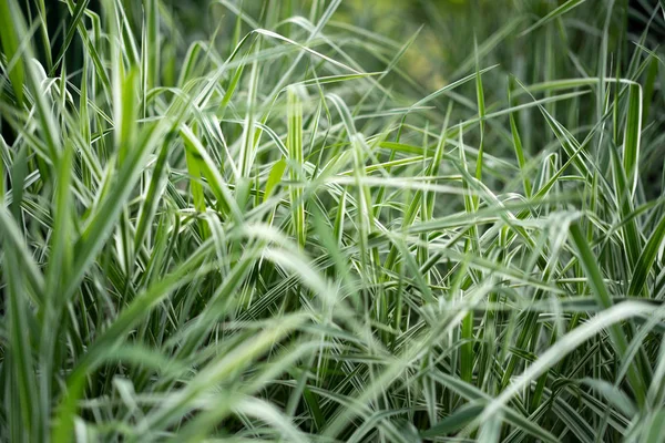 Natural Background Green Leaves Flowers — Stock Photo, Image