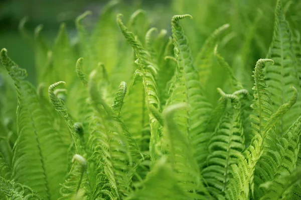 Green Natural Background Fern Leaves — Stock Photo, Image