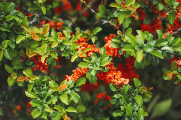 Fundo Natural Folhas Verdes Flores — Fotografia de Stock