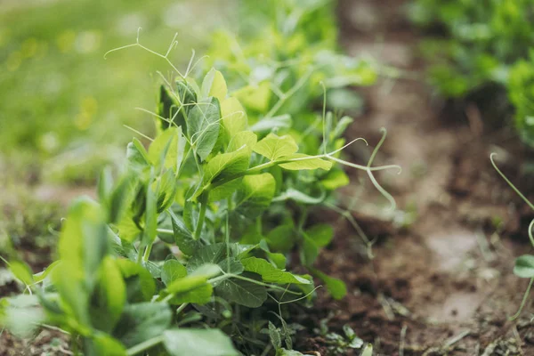 Guisantes Que Crecen Jardín Fondo — Foto de Stock