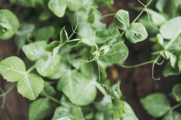 庭で育つエンドウ豆の背景 — ストック写真