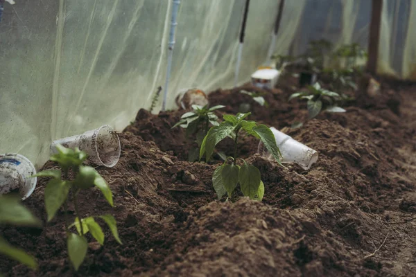 Poivre Dans Champ Ouvert Poussant Dans Jardin Fond — Photo