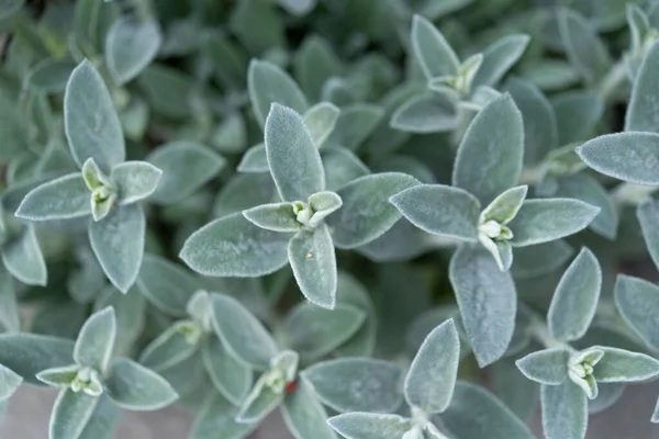 Natural Background Green Leaves Flowers — Stock Photo, Image