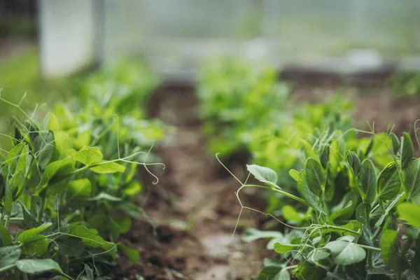 Piselli Che Crescono Giardino Sfondo — Foto Stock