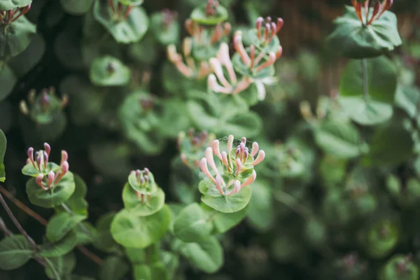 Grön Naturlig Bakgrund Blommande Kaprifol — Stockfoto