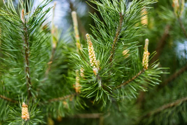 Vue Rapprochée Des Cônes Pin Vert — Photo