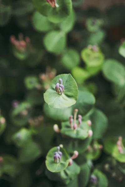 Yeşil Doğal Arkaplan Çiçek Açan Hanımeli — Stok fotoğraf