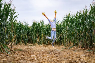 Mısır tarlasında bir kız. Dişi mısırları topluyor..