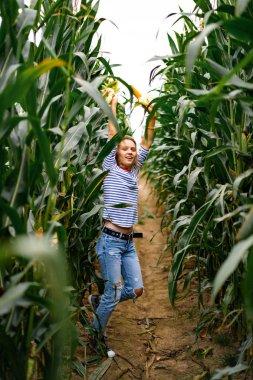 Mısır tarlasında bir kız. Dişi mısırları topluyor..