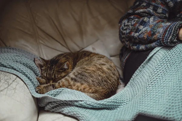 A young woman under a plaid with cat spends a cozy time reading — 스톡 사진