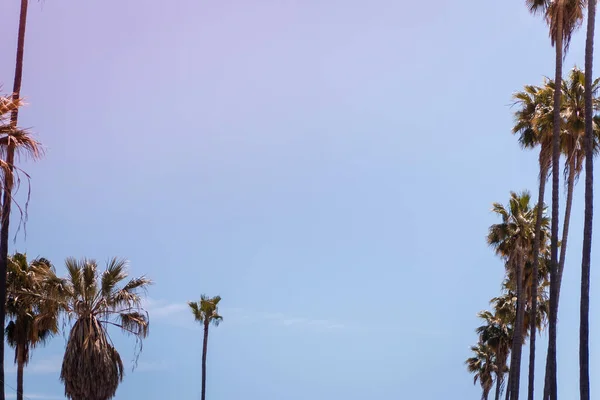 Usa California Los Angeles Streets Sky Palm Trees — Stock Photo, Image