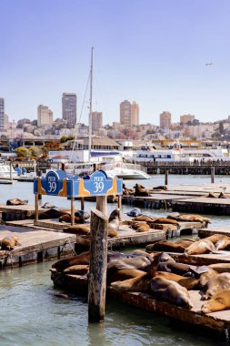 Rıhtım 39, San Francisco. Rıhtımdaki foklar Güneşin tadını çıkarıyor.