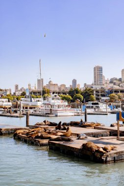 Rıhtım 39, San Francisco. Rıhtımdaki foklar Güneşin tadını çıkarıyor.