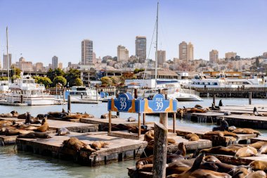 Rıhtım 39, San Francisco. Rıhtımdaki foklar Güneşin tadını çıkarıyor.