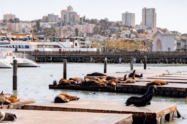 Rıhtım 39, San Francisco. Rıhtımdaki foklar Güneşin tadını çıkarıyor.