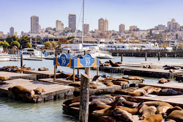 Pier San Francisco Seals Pier Bask Sun — Stock Photo, Image