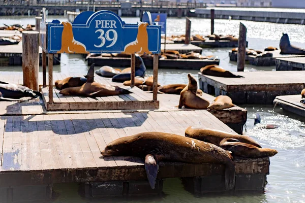 Pier San Francisco Seals Pier Bask Sun — Stock Photo, Image