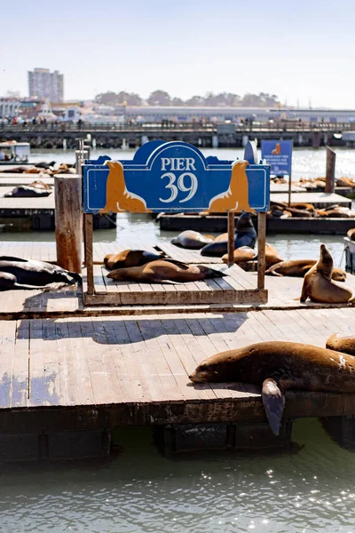 Pier San Francisco Seals Pier Bask Sun — Stock Photo, Image