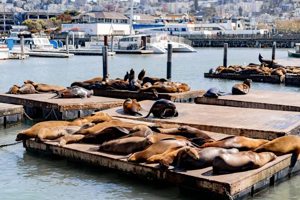 Pier San Francisco Seals Pier Bask Sun — Stock Photo, Image