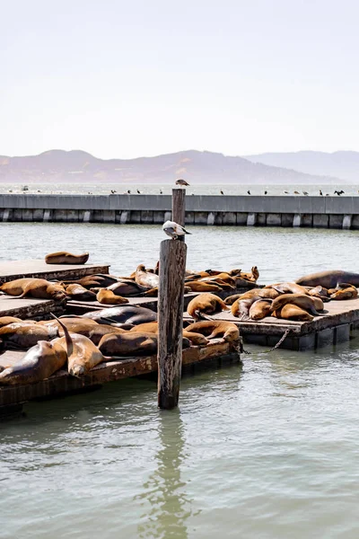 Pier San Francisco Zeehonden Pier Koesteren Zon — Stockfoto