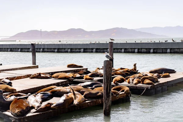 Pier San Francisco Seals Pier Bask Sun — Stock Photo, Image