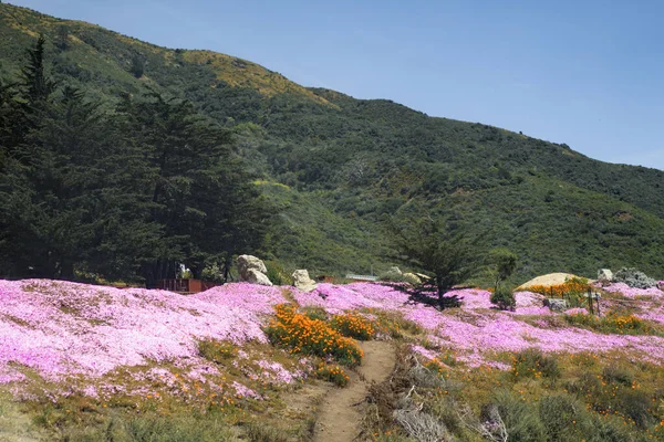 Arka Plan Amerika Seyahat Doğa Yollara Bakış Orta Kaliforniya — Stok fotoğraf