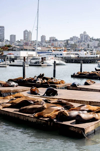 Seals Pier Bask Laying Sun Pier San Francisco — Stock Photo, Image