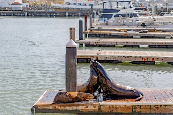 Seals Pier Bask Laying Sun Pier San Francisco — Stock Photo, Image