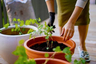 Genç kadın seramik saksılara bitki ekiyor.