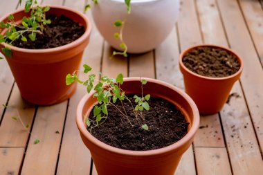 Genç kadın seramik saksılara bitki ekiyor.