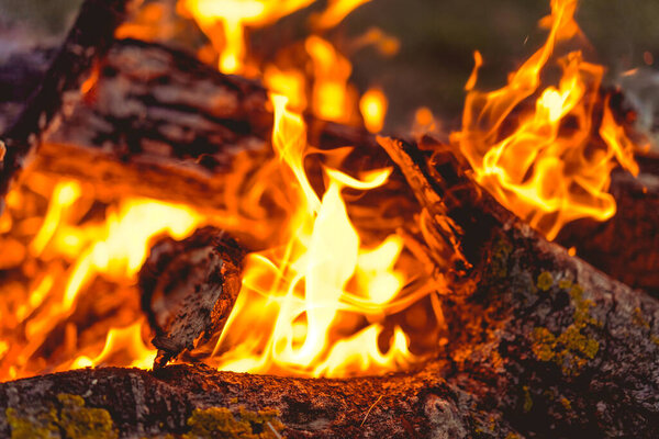 костер в лесу, горящий костер на прогулке на закате.