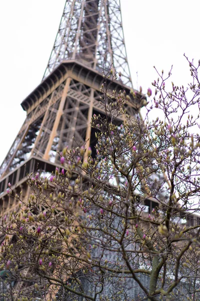 Eiffeltornet Våren Blommande Magnolior Frankrike Paris — Stockfoto