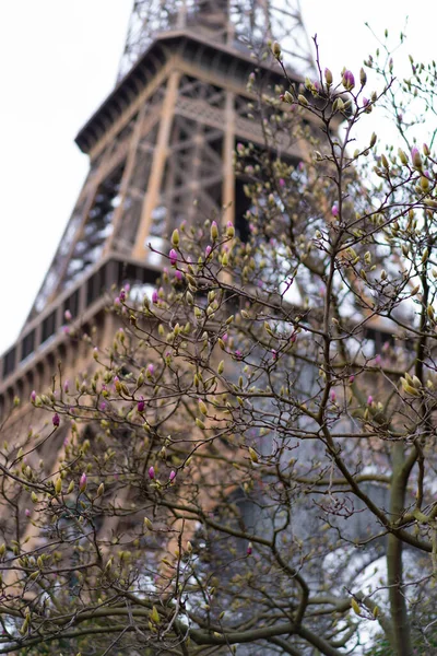 Eiffelturm Frühling Blühende Magnolien Frankreich Paris — Stockfoto