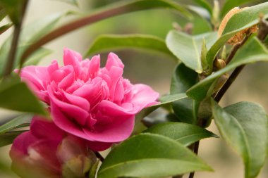 Camellia japonica ' Wilamina