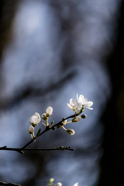 Кластер белых трисомов - Хоторн-дерево — стоковое фото