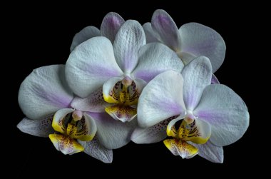 Siyah arkaplanda beyaz orkide.