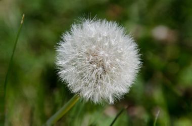 Karahindiba kabarık kafa.