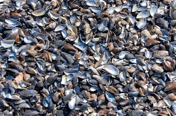Coquilles de palourdes sur la plage — Photo
