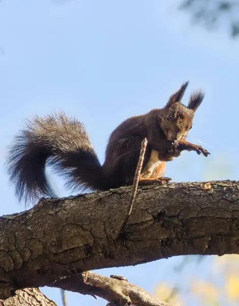 Fluffy squirrel on a tree branch. — Stock Photo, Image