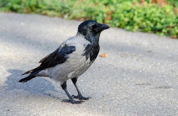 Hooded grey crow — Stock Photo, Image