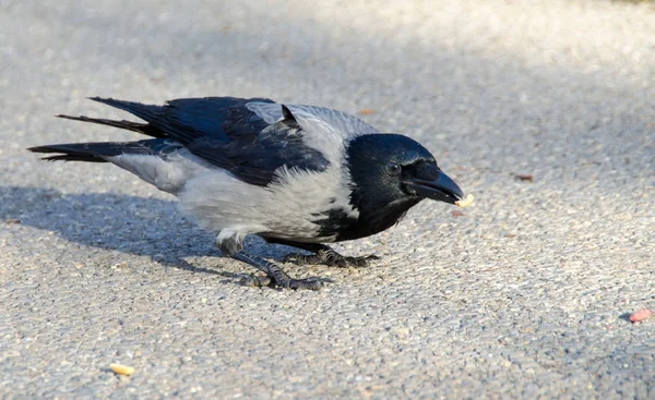 Hooded grey crow — Stock Photo, Image