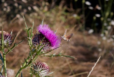 Sinek kuşu Şahin-güve (Macroglossum stellatarum)