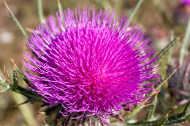 Cirsium vulgare, mızrak Thistle