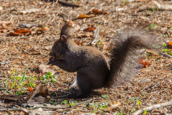 Petit écureuil gris dans le parc — Photo
