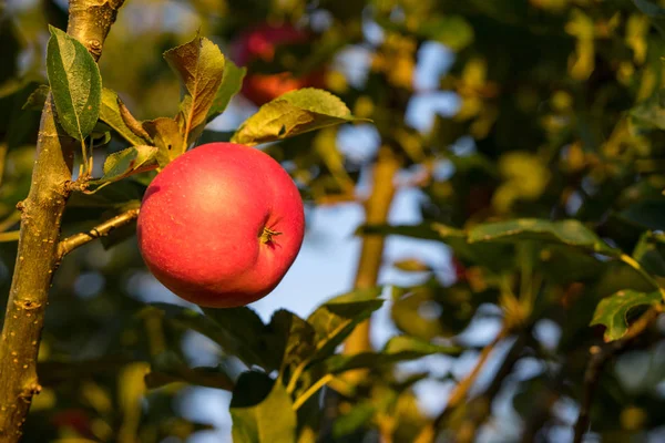 Memetik apel merah matang tergantung di pohon Natal siap untuk panen musim gugur — Stok Foto