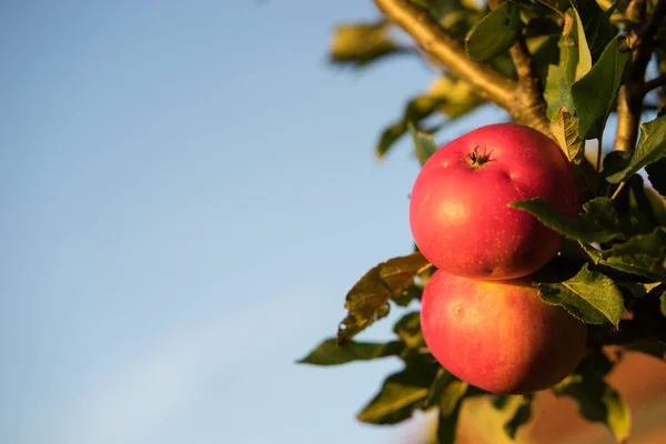 Memetik apel merah matang tergantung di pohon siap untuk panen musim gugur — Stok Foto