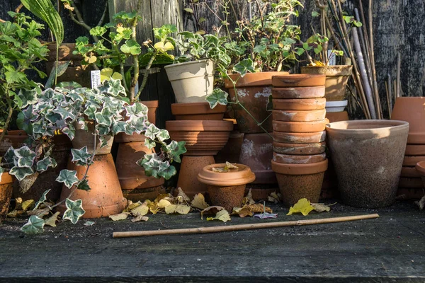 Romantique table de plantes idylliques dans le jardin avec de vieux pots de pot de fleurs rétro, outils et plantes — Photo